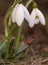 Snowdrop flowers with ladybug.