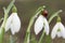 Snowdrop flowers with ladybug.