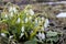 Snowdrop flowers in morning, soft focus. First spring flowers blooms in garden.