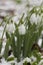 Snowdrop flowers in snow after spring frosts