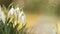 Snowdrop flowers in springtime morning