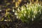 Snowdrop flowers in sunlight - bokeh background