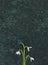 Snowdrop flowers on Verde Guatemala marble surface