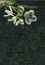 Snowdrop flowers and willow branches on Verde Guatemala marble s