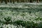 Snowdrop flowers in winter forest perfect for postcard