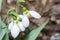 Snowdrop in forest. Spring nature composition, Galanthis in early spring