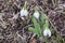 Snowdrop in forest. Spring nature composition, Galanthis in early spring