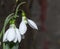 Snowdrop in forest. Spring nature composition, Galanthis in early spring