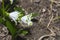 Snowdrop in forest. Spring nature composition, Galanthis in early spring