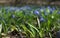 Snowdrop full field of blue snowdrops