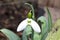 Snowdrop Galanthus Elwesii