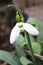 Snowdrop Galanthus Elwesii