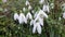 Snowdrop galanthus elwesii `Mrs MacNamara`