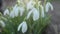 Snowdrop or galanthus flower closeup