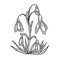 Snowdrop Galanthus flower sketch engraving vector