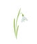 Snowdrop, galanthus flower. spring floral element for design