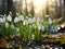 Snowdrop Galanthus nivalis