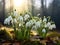 Snowdrop Galanthus nivalis