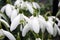 Snowdrop (Galanthus Nivalis)