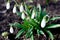 Snowdrop Galanthus nivalis. beautifull flowers at early morning in spring garden