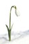 Snowdrop (Galanthus nivalis) in the snow