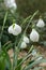 Snowdrop Galanthus plicatus Diggory, bowl-shaped white puckered flowers