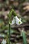 Snowdrop Galanthus plicatus `Trym`