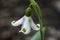 Snowdrop Galanthus plicatus `Trym`