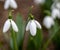 The snowdrop, the harbinger of spring.