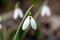 The snowdrop, the harbinger of spring.