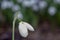 The snowdrop, the harbinger of spring.