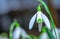 Snowdrop with a heart on a petal