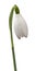 Snowdrop on isolated white background