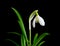 Snowdrop with leaves isolated. Small snowdrop with green leaf isolated
