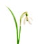 Snowdrop with leaves isolated. Small snowdrop with green leaf isolated on white