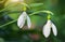 Snowdrop macro