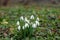 Snowdrop plant and flowers, Galanthus nivalis, in a forest
