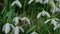 Snowdrop pollinated by bee during early spring in forest. Snowdrops, flower, spring.slow motion