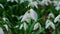 Snowdrop pollinated by bee during early spring in forest. Snowdrops, flower, spring.slow motion