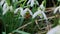 Snowdrop pollinated by bee during early spring in forest. Snowdrops, flower, spring.slow motion