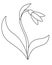 Snowdrop. Snowdrop flower with leaves and stalk. White forest primrose. First spring flower - vector linear picture for coloring.