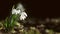 Snowdrop spring dark background