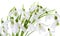 Snowdrop spring flower bouquet isolated on white background, close-up, springtime