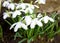 Snowdrop spring flowers.