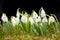 Snowdrop- spring flowers