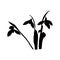 Snowdrop spring flowers black silhouette. Delicate Galanthus nivalis flower, spring symbols. Snowdrop blossoms. Sketsh