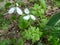 Snowdrop spring flowers.The first early snowdrop flower.White snowdrop . Galanthis in early spring gardens. Delicate Snowdrop