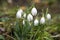 Snowdrop spring flowers in garden. Fresh green well complementing the white Snowdrop blossoms