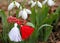 Snowdrop spring flowers with martenitsa. Baba Marta day