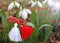 Snowdrop spring flowers with martenitsa. Baba Marta day